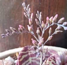 Image result for Kalanchoe humilis