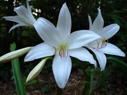 Image result for Crinum rautanenianum