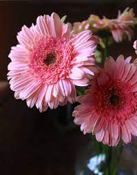 How To Revive Gerbera Daisies Gerbera Daisy Gerbera Daisy Flower