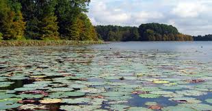 North toledo bend state park. Best Camping In And Near North Toledo Bend State Park