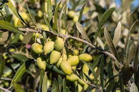 Closeup Of Unripe Kalamata Olives On Olive Tree Branch Stock Photo Picture And Royalty Free Image Image 57806467