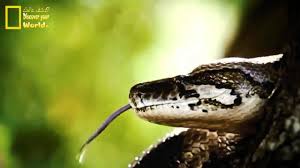 حيوانات مفترسة صورتها عدسات الكاميرا في مواقف رائعة لم تشاهدها من قبل ؟. Ø­ÙŠÙˆØ§Ù†Ø§Øª Ù…ÙØªØ±Ø³Ø© ØªØ§ÙƒÙ„ Ø§Ù„Ø¨Ø´Ø± Hd Youtube