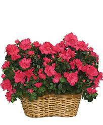 Cary gift baskets | cary gift basket shop. Hot Pink Azalea Basket Flowering Plants In Cary Nc Gcg Flowers Plant Design