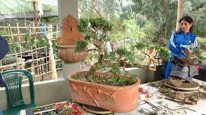 Aplicando conceptos y técnicas del modelado del bonsai y el diseño de paisaje chino pen jin, despertando el arte de entender la naturaleza y compartirla. Vivero Crisalide On Twitter Bogota Chia Viverocrisalide Colombia Vivero Flores Flowers Bonsai Medellin Cali Plants Garden Amazing Viverocrisalidebogota Https T Co Ylr1nylq8b