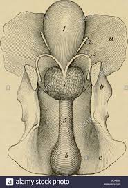 Schnitt Durch Das Becken Der Mann 1 Blase 2 Offnung Der Harnleiter In Die Blase 3 Spermatic Kanale 4 5 Prostata Harnrohre Anzeigen Wilson S Muskel 6 Bogen Der Harnrohre C Becken