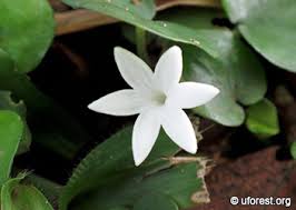 Image result for Geophila repens