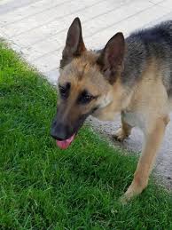 Maybe you would like to learn more about one of these? Lost Dogs Illinois On Twitter Home At Last The German Shepherd Found 6 20 18 From Chicago Il Is Home Safe Sound Welcome Home Beautiful We Re Happy To Hear You Re Back Home Https T Co Okpmwhpbvm