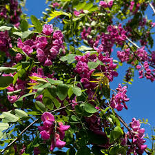 Image result for Robinia