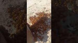 Анапа испытывает настоящее нашествие божьих коровок. E4nxvb0higssfm