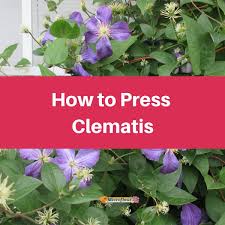 Image result for Clematis pulchra