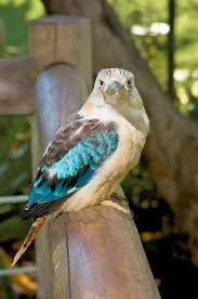 Australian Kingfisher Nature Birds Colorful Birds Australian Birds