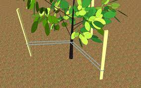 How To Transplant A Young Tree Small Trees Tree Growing Tree