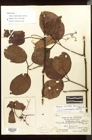 Image result for Illigera