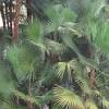 Here are a few palm tree landscaping ideas to help you with your property renovations. 1