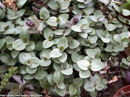 From early spring to early spring. Buy Callisia Repens Plantslive