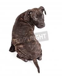 Pitbull mischling trockenfutter sowie pitbull mischling nassfutter abgegeben. Eine Niedliche Kleine Pitbull Mischling Welpen Mit Einem Gestromt Fototapete Fototapeten Gestromt Ganzkorper High Key Myloview De
