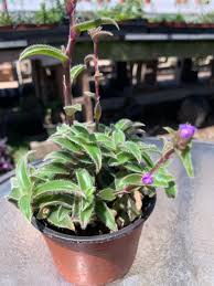 Image result for Cyanotis