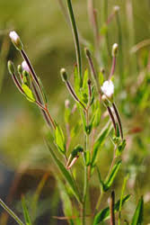 Image result for Epilobium salignum