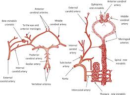 Related online courses on physioplus. Internal Carotid Artery An Overview Sciencedirect Topics