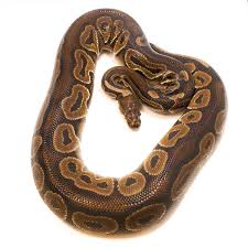 We did not find results for: Cinnamon Poss Hetero Toffee Adult Male Ball Python Serpentia