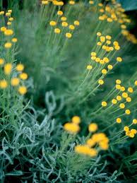 Native to the deserts of southeastern california, southern arizona, new mexico and western areas of texas; The Top Deer Resistant Plants For Southern California Deer Resistant Plants Drought Resistant Plants Deer Resistant Landscaping