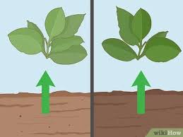 Maybe you would like to learn more about one of these? How To Grow Tobacco With Pictures Wikihow