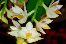 Image result for Polystachya fallax