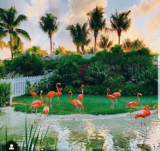 Birds Of The Bahamas Photos National Bird Of The Bahamas Vacation Spots Tropical Flamingo Tropical Vacation