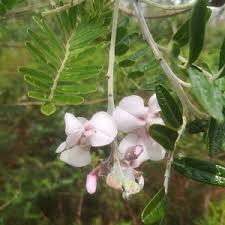 Image result for Virgilia