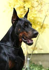 gozu kara cesur kopek dobermann pinscher doberman cute animals