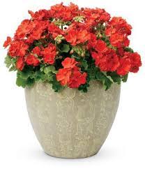 Maybe you would like to learn more about one of these? An Expert Explains How To Over Winter Plants Lovetoknow