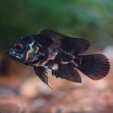 Tiger Oscar South American Cichlid Tropical Fish For Freshwater Aquariums They develop the colors from their parent fish.