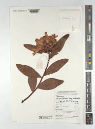 Image result for Protea madiensis