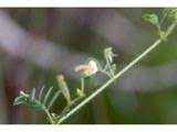 Image result for Aeschynomene bullockii