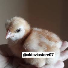 We did not find results for: Doc Anak Ayam Petelur Shopee Indonesia