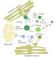Centrioles, the golgi complex, microtubules, nucleopores, peroxisomes, and ribosomes. The Cell 6 Peroxisomes Atlas Of Plant And Animal Histology