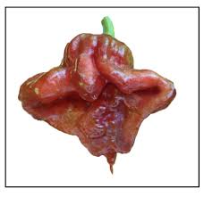 Check spelling or type a new query. Trinidad Chocolate Scorpion Pepper Plant Piedmont Farm And Garden