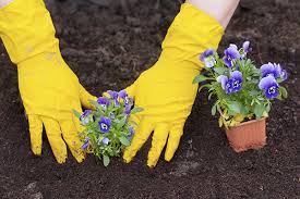 Maybe you would like to learn more about one of these? Lawn And Garden Discover Joys Of Gardening At Llano Show