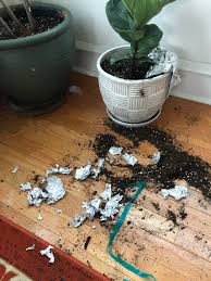 Some may even consider plants a litter box. Use Tinfoil To Keep Cats Out Of Your Plants They Said Cats Hate Tinfoil They Said Houseplants