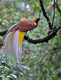 Raggiana Bird Of Paradise Papua New Guinea Pin On National Birds Of The World