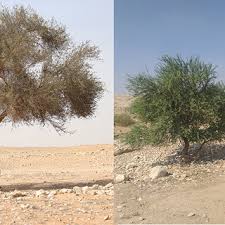 Image result for Acacia gerrardii