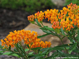What S So Special About Milkweed Garden Therapy In 2020 Milkweed Garden Milkweed Monarch Butterfly Garden