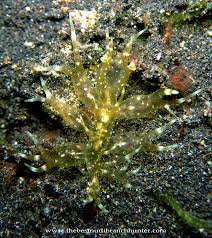 Image result for Melinis subglabra