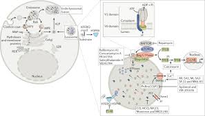What is the main function of the lysosome in an animal cell. Lysosomes As A Therapeutic Target Nature Reviews Drug Discovery