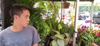 Tempat beli tanaman hias jogja pertama ada pasar satwa dan tanaman hias yang berada di jl. Agung Jual Tanaman Hias Di Atas Mobil Bak Terbuka Jenis Ini Paling Laku Redaksi 8