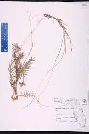 Image result for Digitaria longiflora
