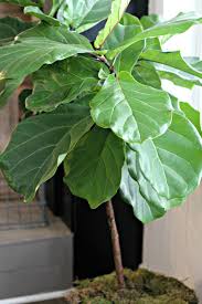 See full list on wikihow.com Tips For A Thriving Fiddle Leaf Fig Tree Gathered Living