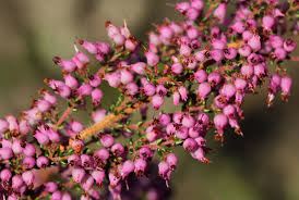 Image result for Anthospermum vallicola