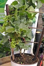Besides planting directly on the ground, growing grapes in containers offer a proper space too. Growing Grapes In Containers How To Grow Grape Vine In Small Spaces Growing Vegetables Small Gardens Grape Plant