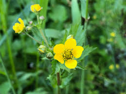 Image result for Eriosema pentaphyllum